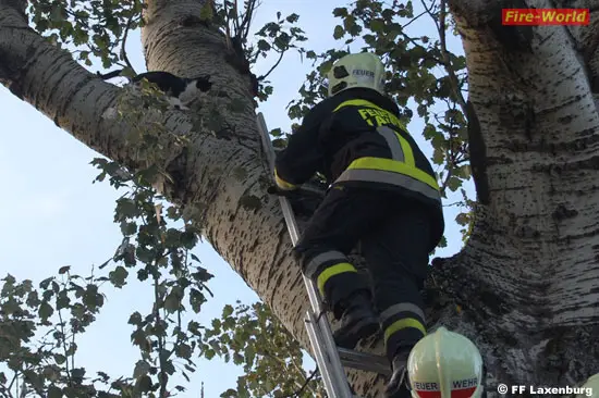 Nö "Klassiker" in Laxenburg Feuerwehr rettet Katze vom Baum