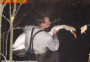 Schwan von Feuerwehr gerettet