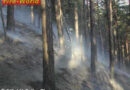 Knapp 300 Mann im Waldbrandeinsatz