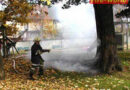 Flammen aus dem Baum