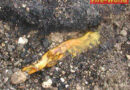 Gasflasche und -leitung in Brand gesetzt