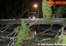Oö: Sturm warf Bäume über die Fahrbahn