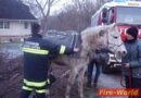 Bgld: Pferd in Schacht eingebrochen – Schwierige Tierrettung