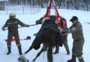 Oö: Rettung eines Pferdes mit SRF-Kran