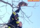 Nö: Tierrettungseinsatz – Die Katze am Baum