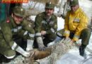 Oö: Feuerwehr auf Rehbock-Fang