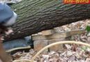 Nö: Übung: Schwerer Forstunfall – eine Person unter Baum eingeklemmt