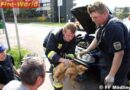 Nö: Kurioser Öleinsatz und im Motorblock eingeklemmte Katze