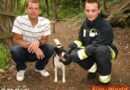 Nö: Hund im Regenwasserkanal