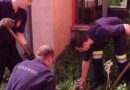 Nö: Feuerwehr Schwechat rettet Entenküken