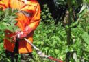Nö: Feuerwehr entfernt 40 giftige Pflanzen!