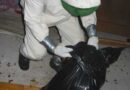 Oö: Hornissenbekämpfung durch die Feuerwehr