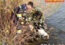 Nö: Hunderettung an der Donau