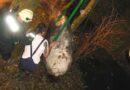 Oö: Pferd mit Kran aus Schlamm gerettet