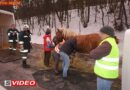 Nö: Eingeklemmtes Pferd aus Anhänger befreit