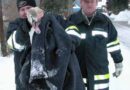Oö: Bergung eines verletzten Schwanes