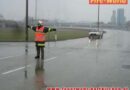 Oö: Erste Verkehrsreglerausbildung der Feuerwehren des Bezirkes Eferding