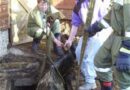 Oö: Kuh stürzte in Lengau in eine Jauchegrube