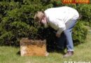 Nö: Umsiedeln eines Bienenschwarms in Felixdorf