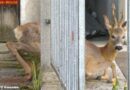 Oö: Rehbock zwischen Zaun eingeklemmt – Tierrettungseinsatz in Gmunden