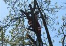 Oö: Baum in gefährlicher Schräglage in Irndorf