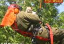 Oö: FF Micheldorf holte Stubentiger vom Baum