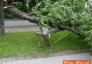 Nö: FF Strasshof – Baum in Telefonmast