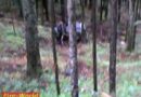 Stmk: VW Golf landet im Wald