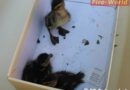 Nö: Enten aus Kanal in Schwechat gerettet