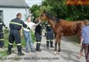 Nö: Reitpferd hing in Pfaffstätten am Brückengeländer fest…
