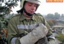 Oö: Katze von Baum gerettet