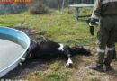 Oö: Pony in Swimmingpool in Lacken ertrunken