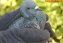 Nö: Rettung einer am Dach festhängenden Taube in Sollenau