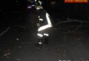 Nö: Entlaufenes Hängebauchschwein und Sturmschäden in Ebreichsdorf