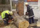 Nö: Umgestürzter Baum und Öleinsatz für die FF Gloggnitz