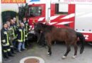 Oö: Pferderettung im Pferdespital Pro Equo