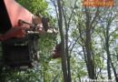 Nö: Tierrettung- Kater erfolgreich aus Baum geholt