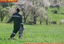 Oö: Anstrengende Cowboy-Jagd nach Kühen fordert Verletzten in Hartkirchen