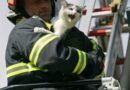 Oö: Katze in Alkoven mit Teleskopmastbühne vom Baum geholt
