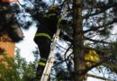 Stmk: Entenküken aus Abwasserkanal und Katze von Baum gerettet