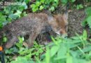 Nö: Tierrettung in Mödling – Fuchs stürzte in ein Rohr!