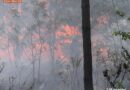 Nö: Waldbrand zwischen Bockfließ und Deutsch Wagram