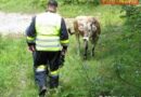 Oö: Biker kollidierte mit einer Kuh