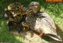 Nö: Rettung einer Entenfamilie in Gloggnitz