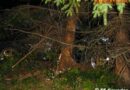 Oö: Mit Pkw in Gmunden Hecke durchbrochen und gegen Baum geprallt
