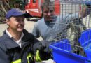 Nö: Staasdorfer Feuerwehr als Krokodilfänger