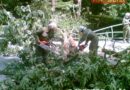 Nö:  Baum blockierte gesamte Rettenbachstraße in Waidhofen/Ybbs