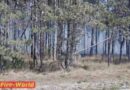 Nö: Waldbrand beschäftigt mehrere Feuerwehren