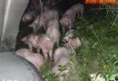 Oö: Schweinejagd nach Lkw-Unfall auf der A8 bei Meggenhofen