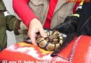 Nö: Entkommene Python in Baden Leesdorf eingefangen